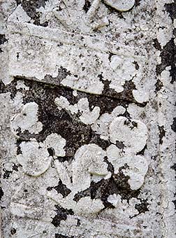 click here for a full-screen image