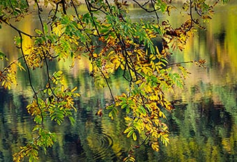 click here for a full-screen image