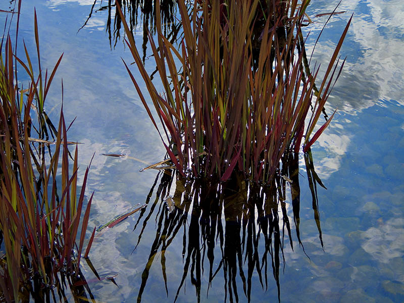 Grasses in Liquid Sky