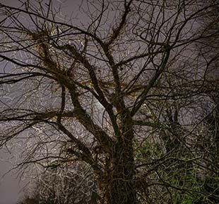 click here for a full-screen image