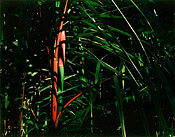 click here to see larger versions of all the photographs
